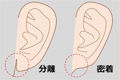 耳形相学